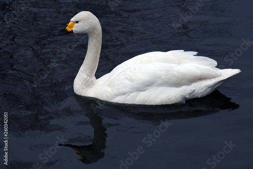 Fototapeta Naklejka Na Ścianę i Meble -  A white swan swims in blue water
