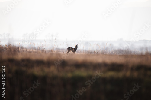 Roe deer in the wild nature
