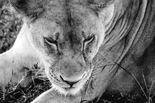 Portrait Lion in Serengueti