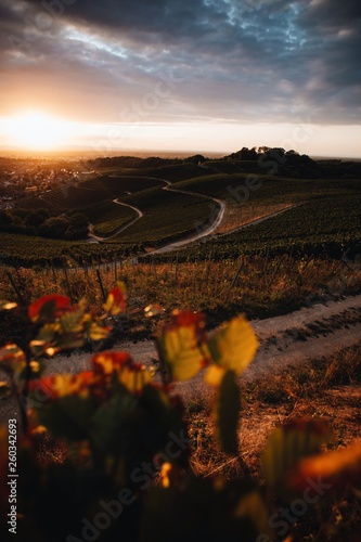 Wonderful sunset scenery from vineyard Rammersweier Germany