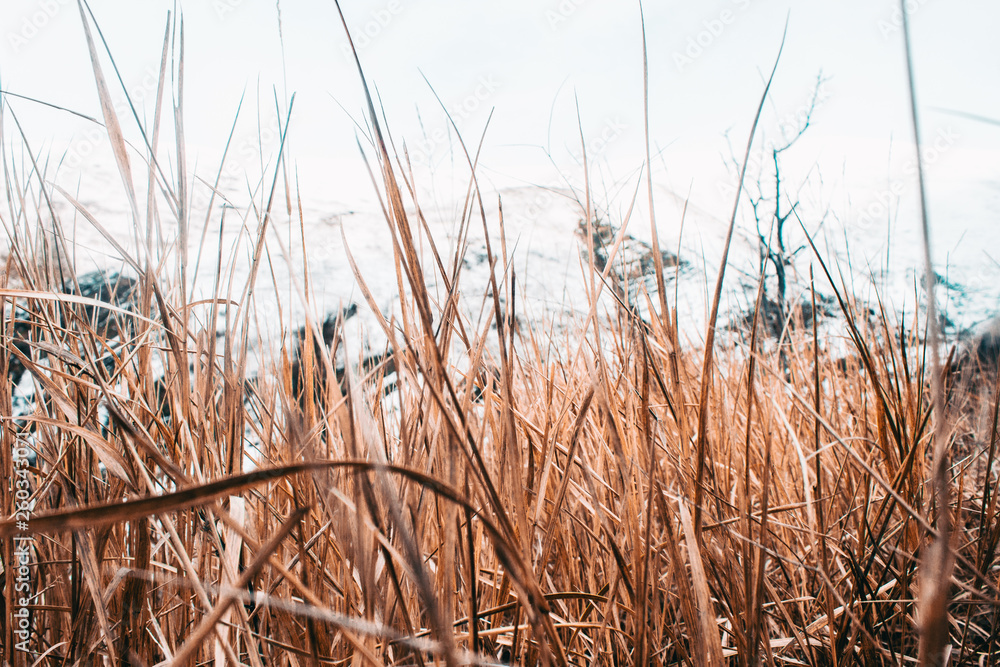Fototapeta premium Yellow autumn trees in the background of white sky