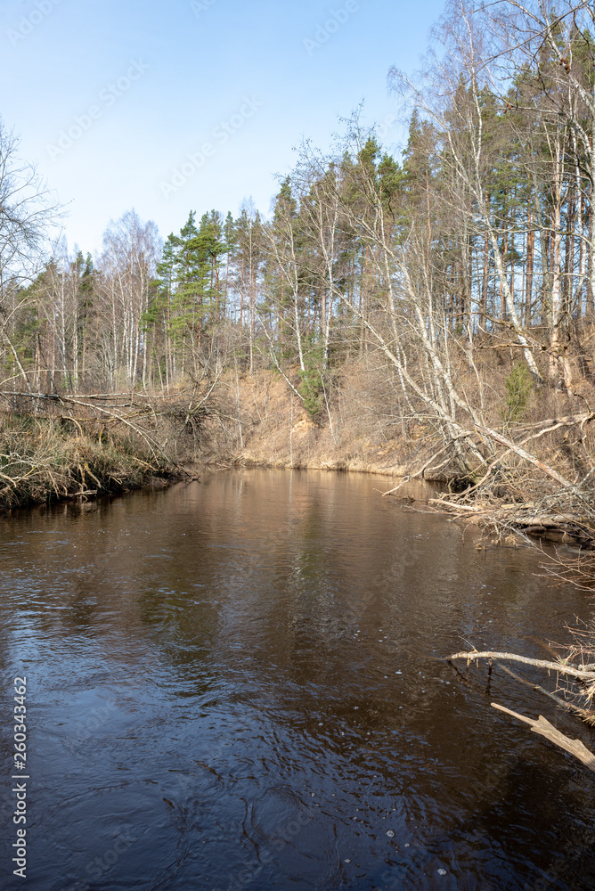 dirty forest river in spring