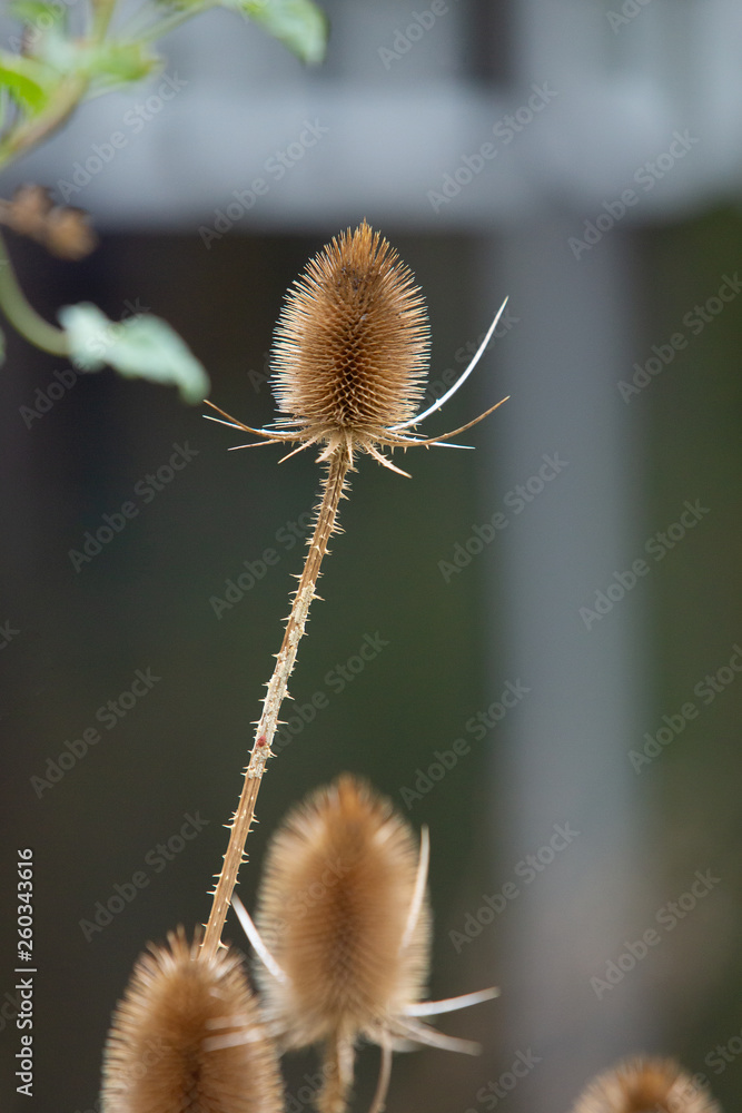 Obraz premium trockene pflanze