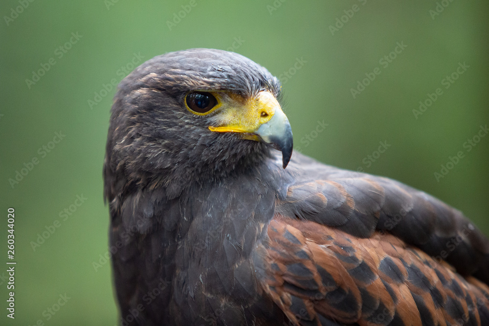 Vogel Eagle Rasse Blick in die Rechte Seite Vogel Eagle Rasse Blick in die Rechte Seite