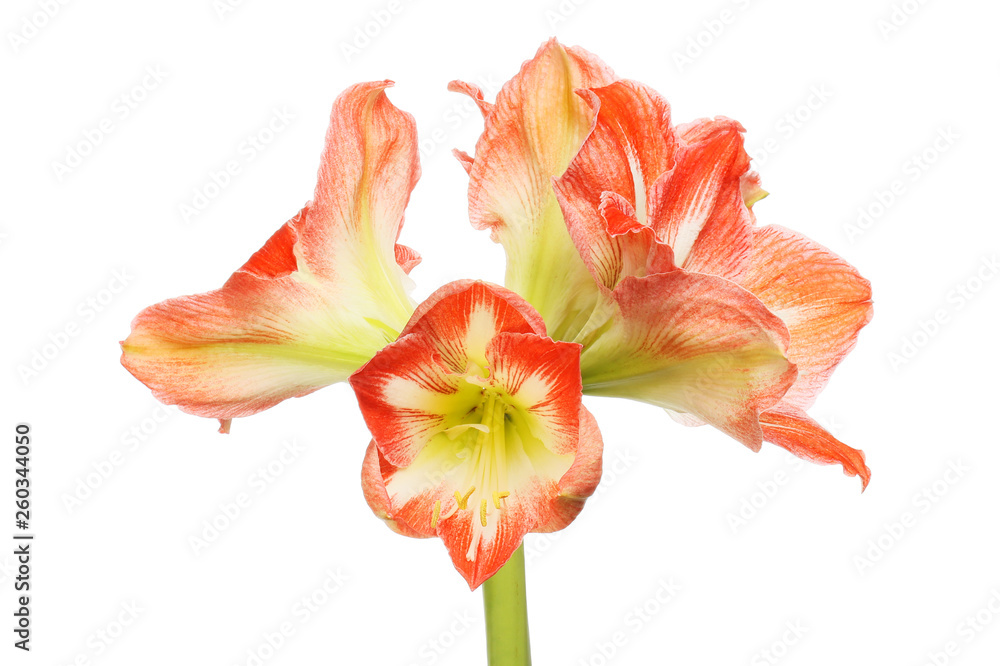 Amaryllis flowers isolated