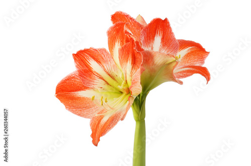 Red and yellow amaryllis flowers