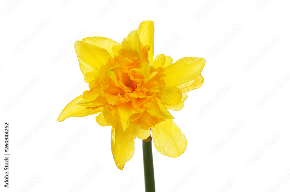 Frilly daffodil flower Frilly daffodil flower