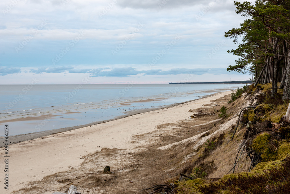 empty sea beach in autumn with lonely trees and rocks in sands empty sea beach in autumn with lonely trees and rocks in sands
