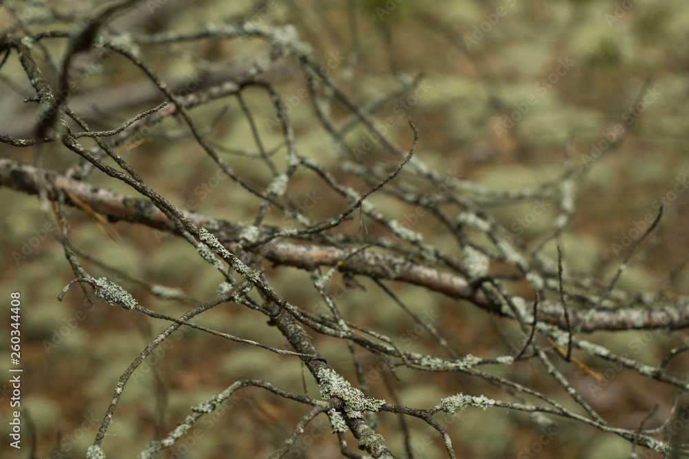 Lichen on the branches of trees Lichen on the branches of trees