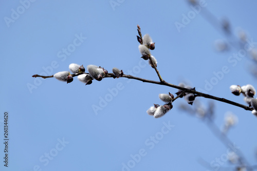 Willow branch with bushy sprouts blossom against clear blue sky in spring day. Horizontal view on blur background closeup