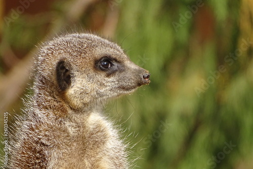 Cute, adorable meerkats © Christopher Keeley