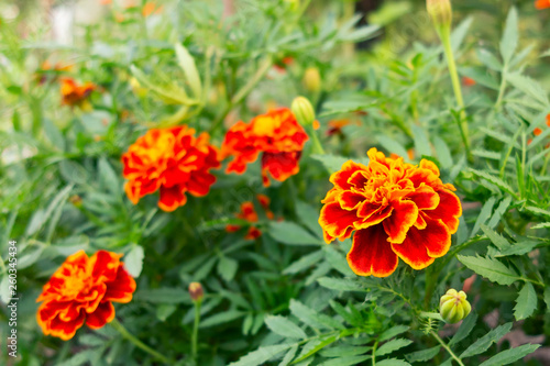 Red-orange flowers of marigolds on a flower bed in the garden. Selective focus © Галина Сандалова