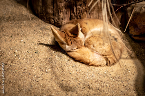 A very comfortable-looking fox as it dozes off