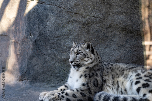 A snow leopard rests as it surveys the land