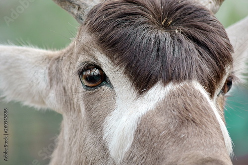 Antelope Addax Nasomaculatus Head Closeup photo