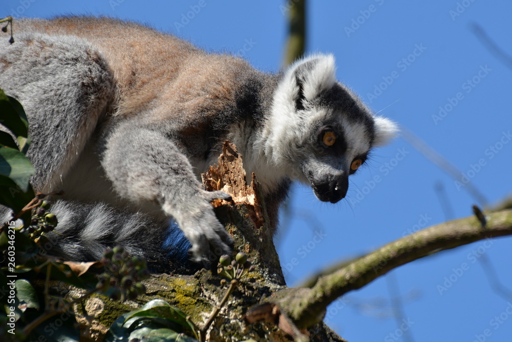 Fototapeta premium Ring-tailed lemur