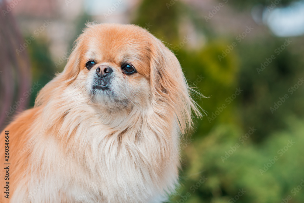 Red pekingese dog on a walk. Portrait of nice golden pet 