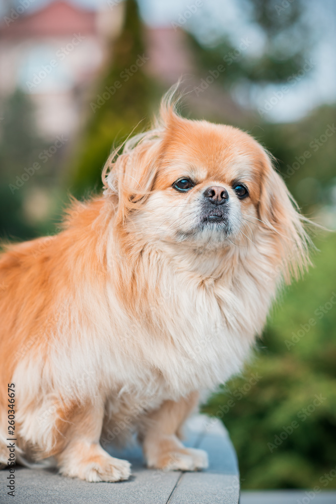 Red pekingese dog on a walk. Portrait of nice golden pet Red pekingese dog on a walk. Portrait of nice golden pet