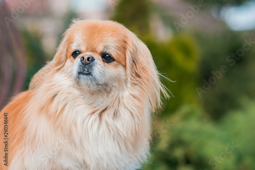 Red pekingese dog on a walk. Portrait of nice golden pet 