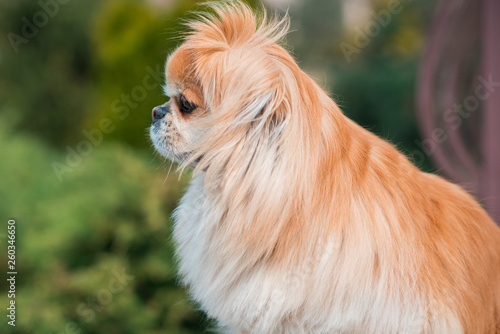 Red pekingese dog on a walk. Portrait of nice golden pet 