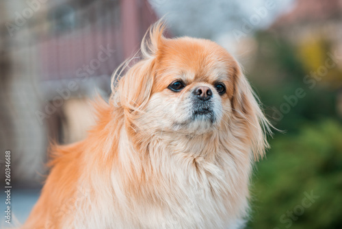 Red pekingese dog on a walk. Portrait of nice golden pet 