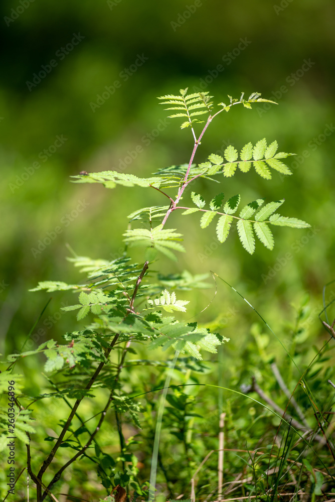 fresh green summer forest foliage with tree trunks fresh green summer forest foliage with tree trunks