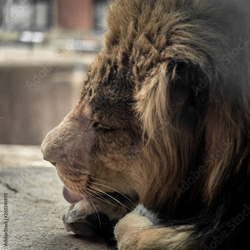 Fototapeta Naklejka Na Ścianę i Meble -  Lion Eating His Lunch