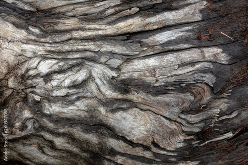 Weathered Driftwood Log
