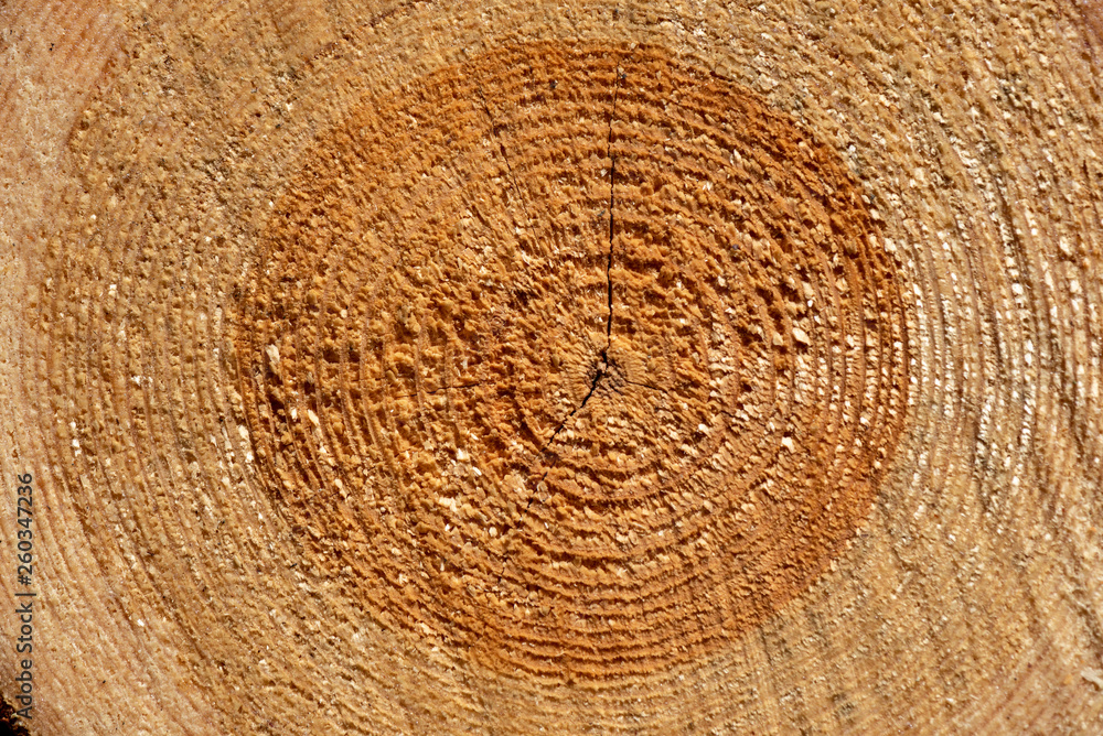 Naklejka premium cut down tree trunks woodlog in forest in piles