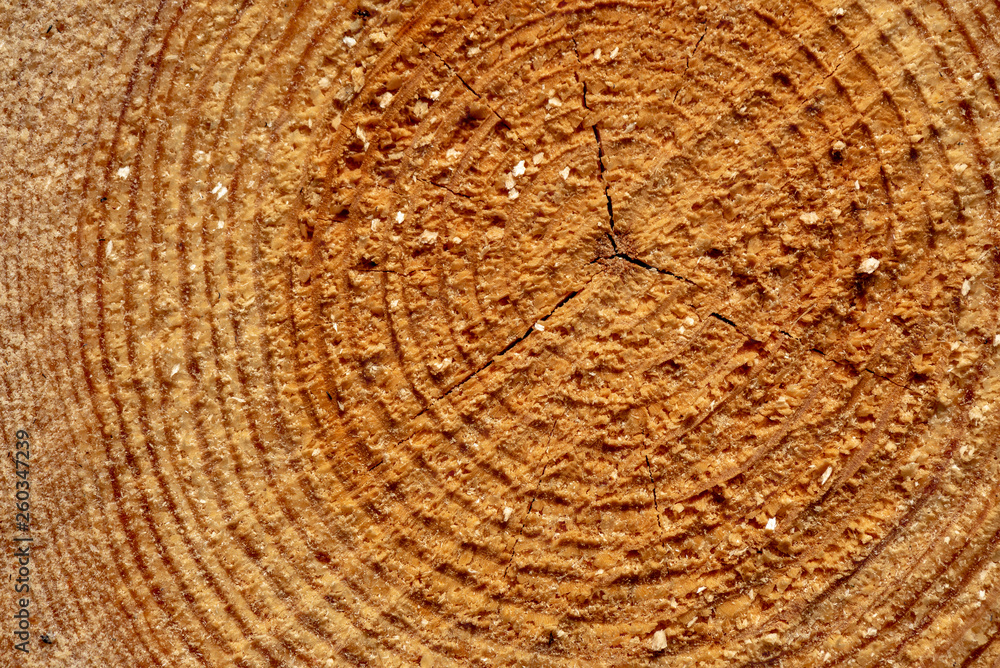 Naklejka premium cut down tree trunks woodlog in forest in piles