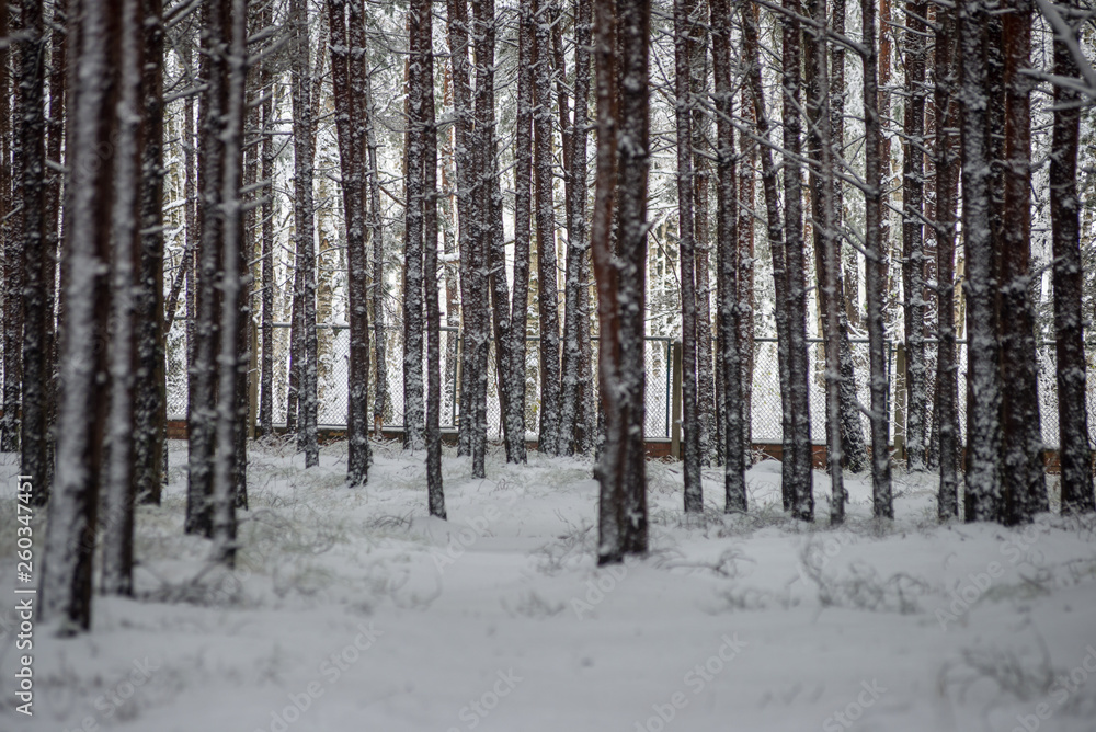 Fototapeta premium deep snow in forest in winter