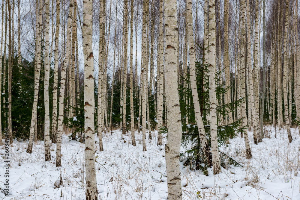 Obraz premium deep snow in forest in winter