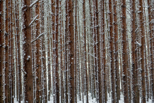 deep snow in forest in winter