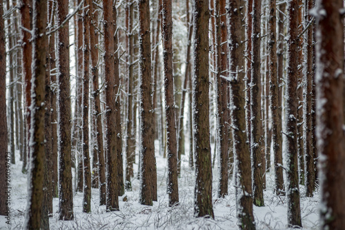 deep snow in forest in winter