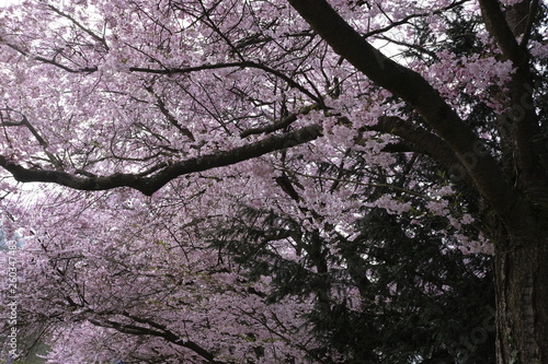Prunus serrulata kanzan sakura