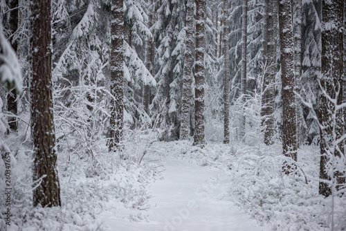 deep snow in forest in winter