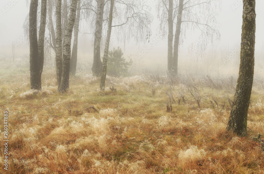 Obraz premium Foggy morning in autumn .