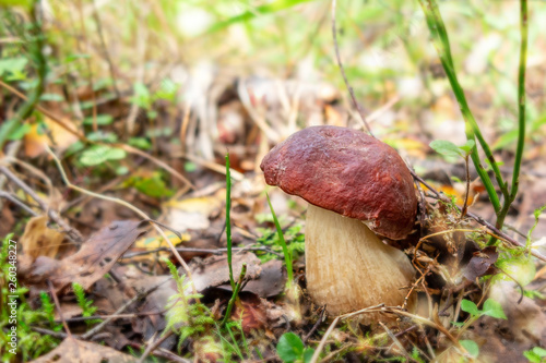 Beautiful small boletus pinophilus known as penny bun in a pine forest