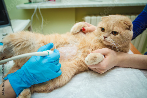 The doctor does an ultrasound examination of the cat's abdomen, an animal on the operating table, a doctor and a patient, a veterinary clinic. Scottish Fold Cat. photo