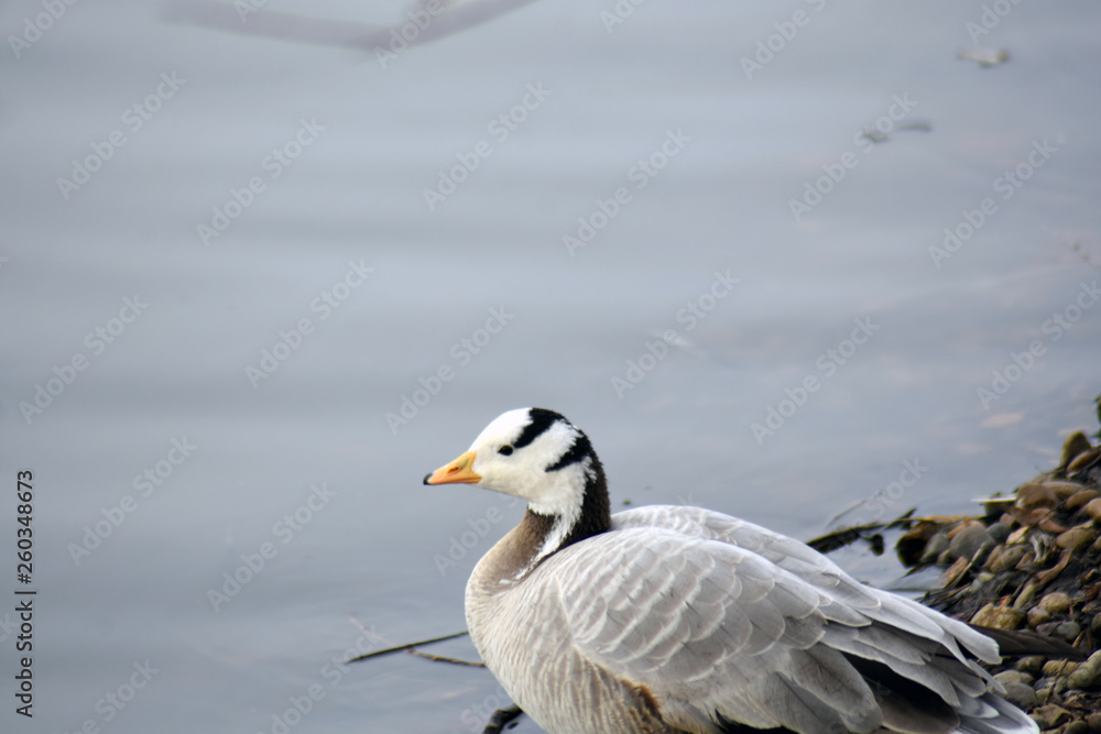 Bar-headed goose (Anser indicus)