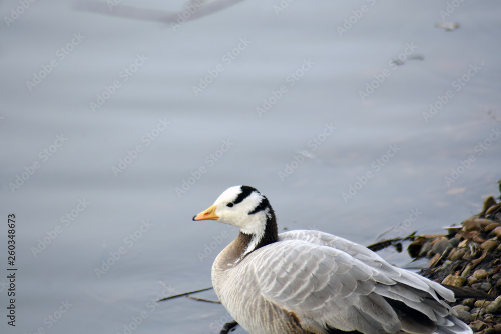 Bar-headed goose (Anser indicus) Bar-headed goose (Anser indicus)