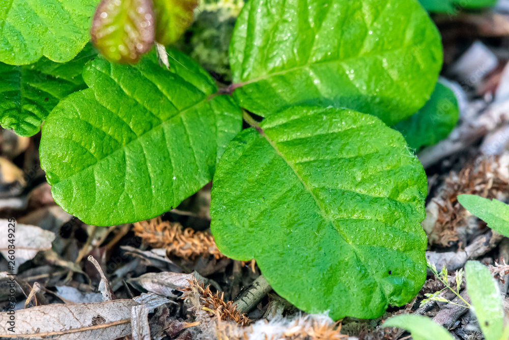 Spring season new growth of shrubs includes Pacific Poison Oak with three leaves of oily irritation. Spring season new growth of shrubs includes Pacific Poison Oak with three leaves of oily irritation.
