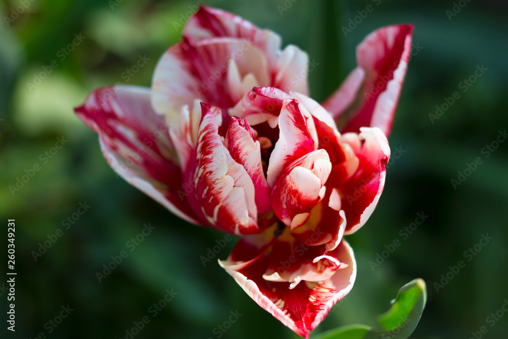Beautiful red & white tulip details in nature