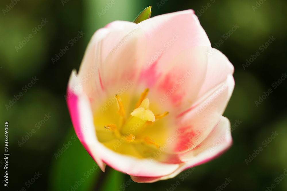 Close-up of a beautiful white & pink tulip details outside in nature Close-up of a beautiful white & pink tulip details outside in nature