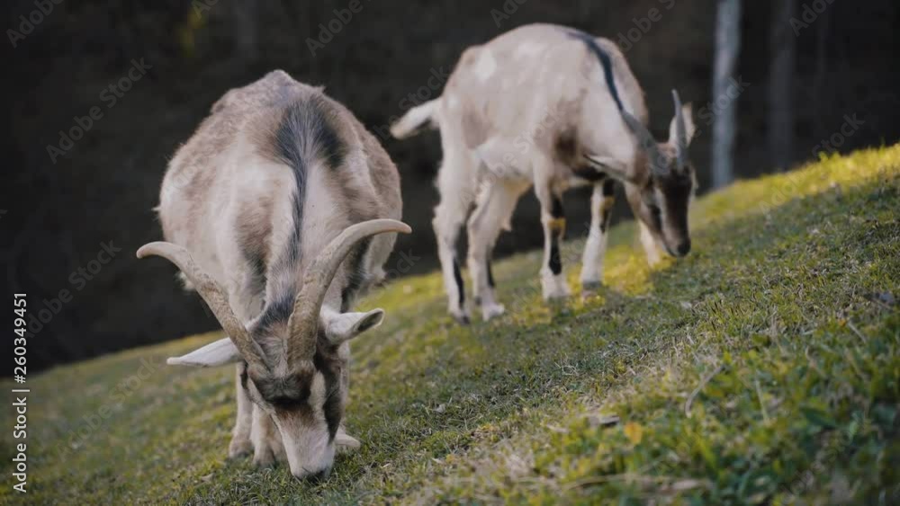 Two white goats eating green grass on the field on the farm in Slovenia. 4k. Two white goats eating green grass on the field on the farm in Slovenia. 4k.