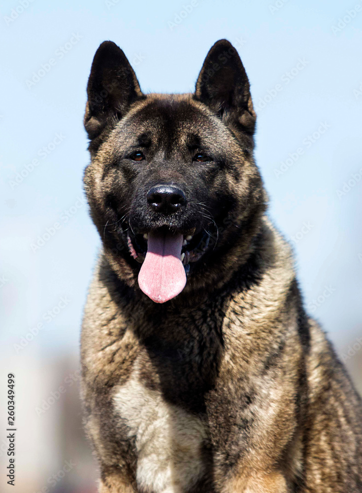 portrait of an adult American Akita dog