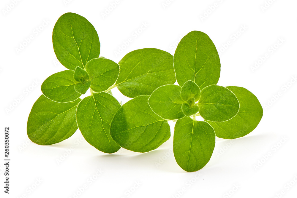 Oregano leaves, marjoram branch, close-up, isolated on white background Oregano leaves, marjoram branch, close-up, isolated on white background
