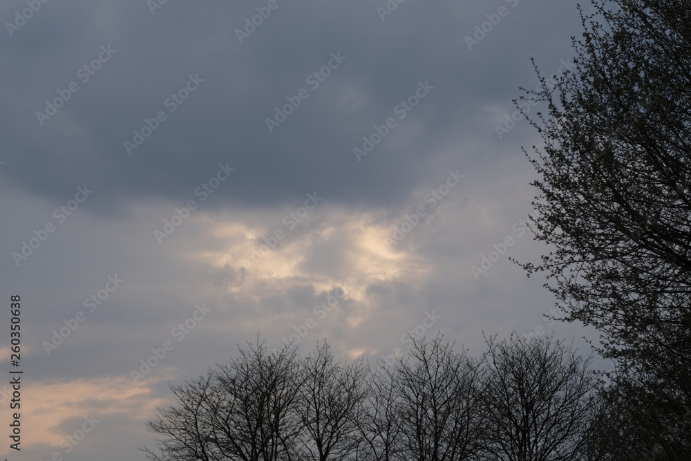 Obraz premium Sky in the evening and tree