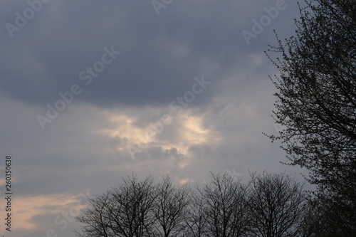 Sky in the evening and tree