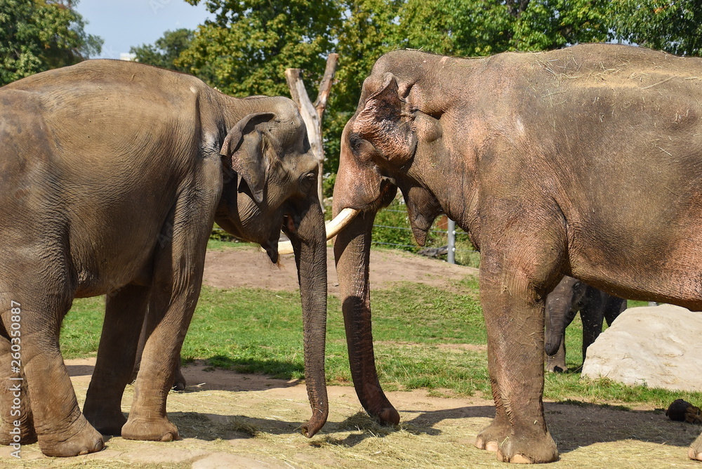 Elephas maximus - Indian elephant